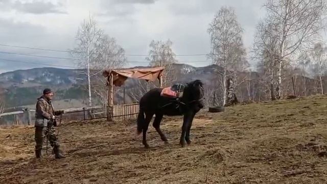 Обучение 1,5 годовалого жеребца. смотреть онлайн