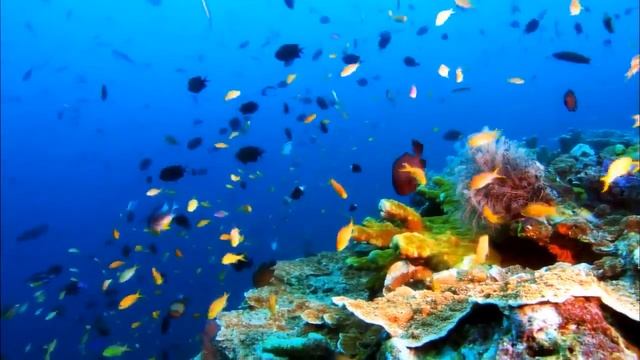 Видео Живая Природа смотреть онлайн