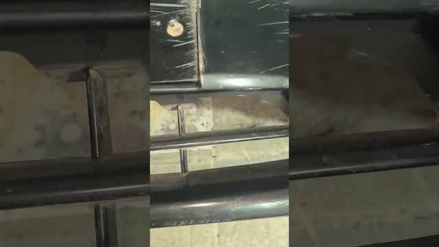 34719 Бампер передний Nissan Teana J33 L33