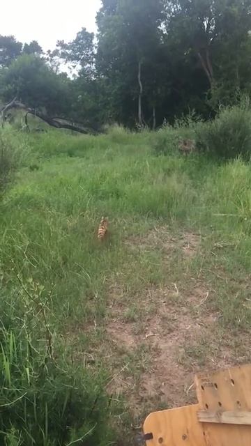 Spotted Genet being released смотреть онлайн