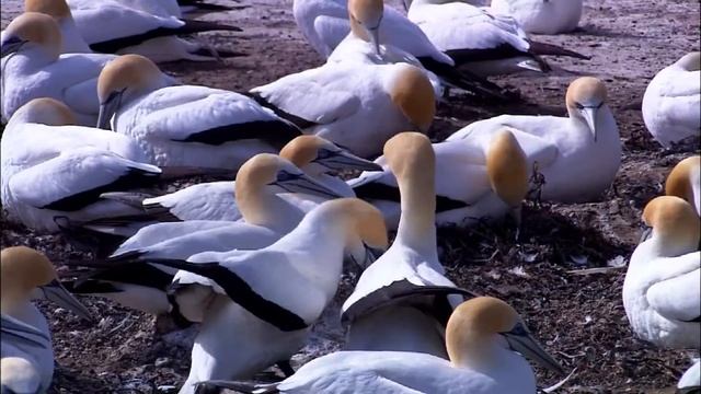 Живая Природа \ Lila Lor смотреть онлайн