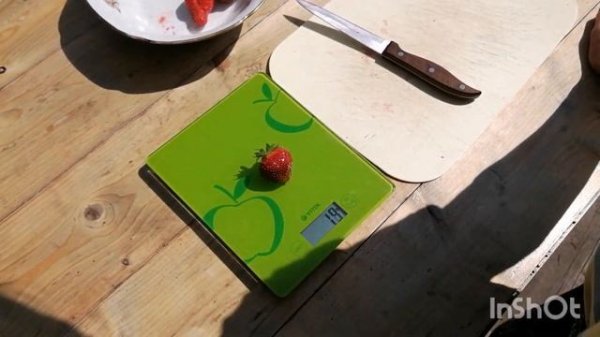 клубника Кармен