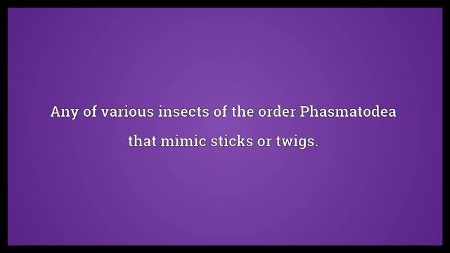 Stick insect Meaning смотреть онлайн
