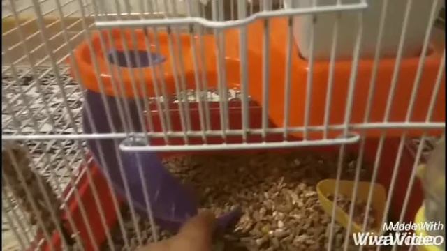Part one of hamster (рассказываю про хомяка) смотреть онлайн