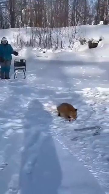 Лиса на рыбалке