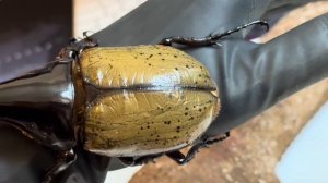Жук геркулес.Содержание в домашних условиях . Dynastes Hercules beetle . subtitles