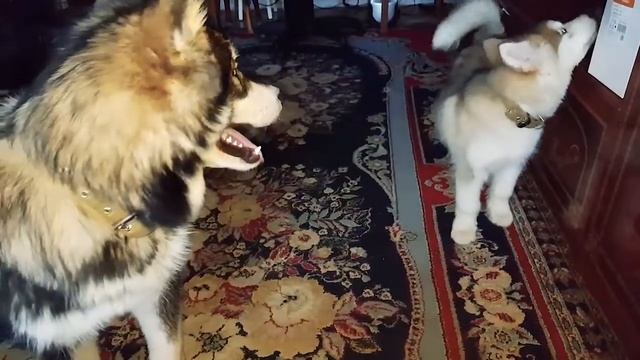 АЛЯСКИНСКИЙ МАЛАМУТ ВОЕТ НА ИГРУШКУ / Alaskan Malamute singing / МАЛАМУТЛЯНДИЯ смотреть онлайн
