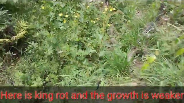 Dark baron gala and king rot newly planted plants смотреть онлайн