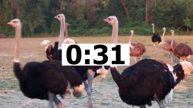Английский ЕГЭ Говорение Task 3 WILD ANIMALS 01 (Громова) смотреть онлайн