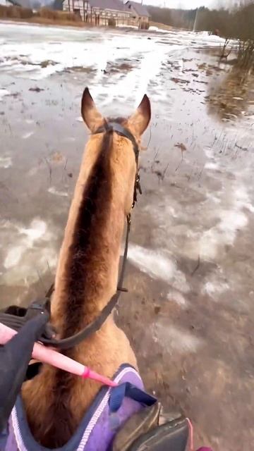 Spring in the stable ☀️❤️ #akhalteke #horse #horses #equestrian #ахалтекинец #кони #конь #лошади смотреть онлайн