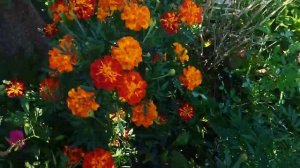 Бархатцы Кармен и др.