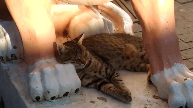 Крым, Судак, Кипарисовая аллея, фотозвезда на аллее. Сентябрь, 2017 смотреть онлайн