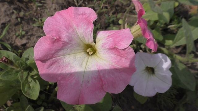 Река Поэтичная ,, Подарок часть 8 ,, смотреть онлайн