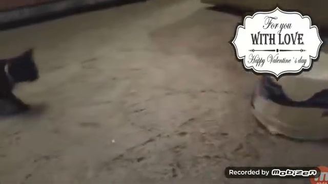 Смешная озвучка котов смотреть онлайн