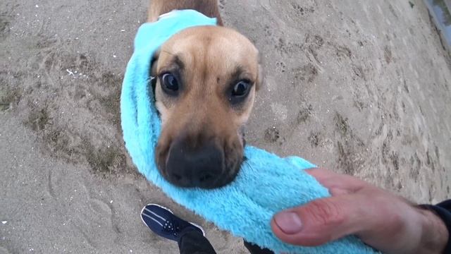 Выгул сабаки