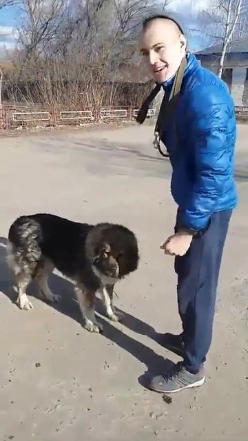 A witty caucasian shepherd and a trick/смекалистая кавказская овчарка смотреть онлайн