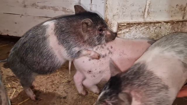 пишите свои варианты) смотреть онлайн