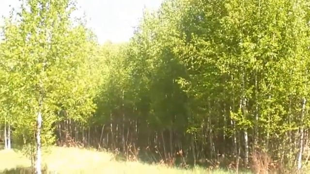 Натуральный фоновый футаж Берёзовая роща |Поют птицы смотреть онлайн