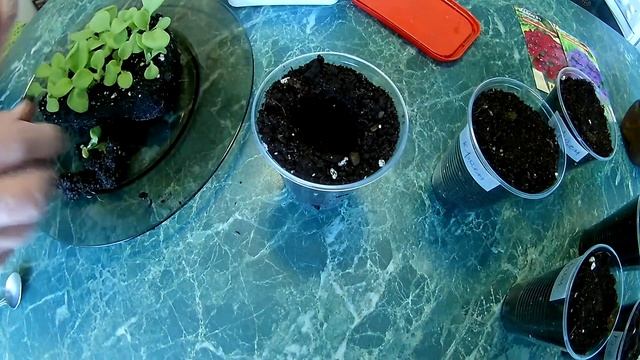 Пикировка петунии