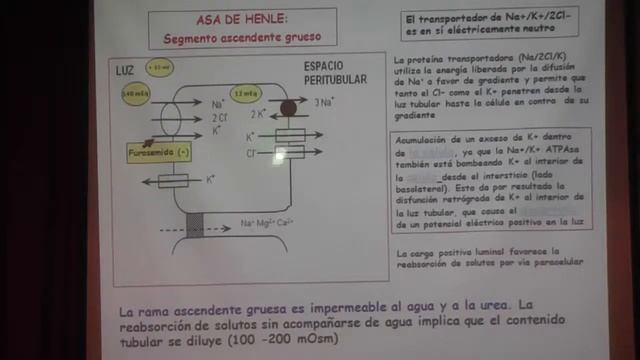 Teórico 24 2020 Renal II смотреть онлайн