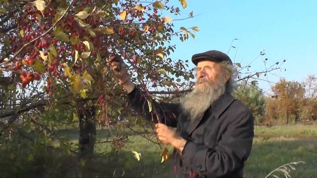 Новосёл Алексей, ранетки и условия приёма новых... смотреть онлайн