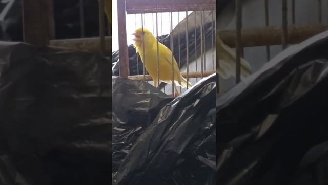 Пение крымского кенара смотреть онлайн