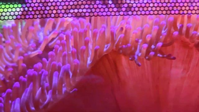 Heteractis magnifica 32 gal Fluval Flex at Pacific East Aquaculture смотреть онлайн