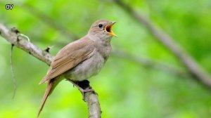 Bulbul sayrashi/ナイチンゲールの歌/nightingale's singing/пения соловья/Булбул