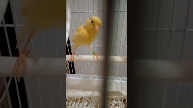 Смотрение нашего Ананаса в зеркало. 1 часть. смотреть онлайн