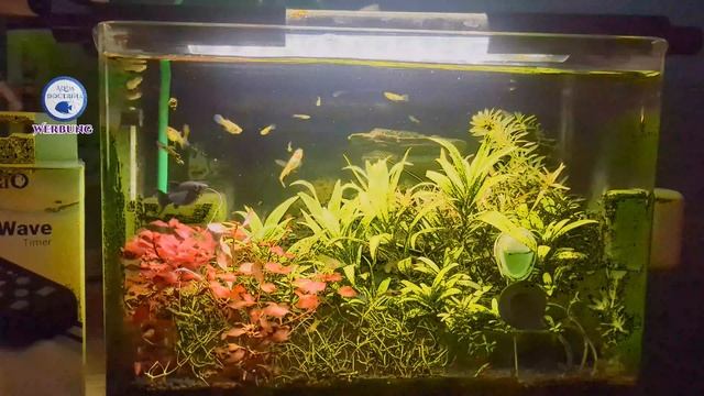 Tetra Timer Sonnenaufgang im Aquarium Folge: 20 смотреть онлайн