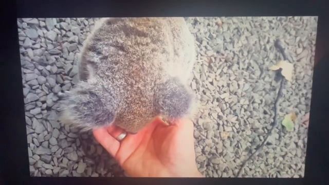 July 20, 2023 ( this koala baby is looking for his mom)V53 смотреть онлайн