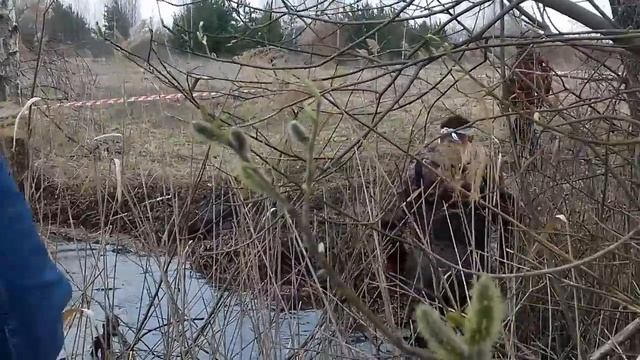 Сакура 2017 смотреть онлайн