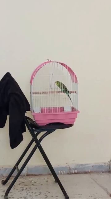 Gacornya lovebird arab tidak kalah dengan lovebird indonesia смотреть онлайн
