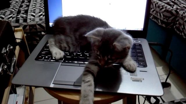Why I can't finish work for tonight: Kitty Goal Keeper смотреть онлайн