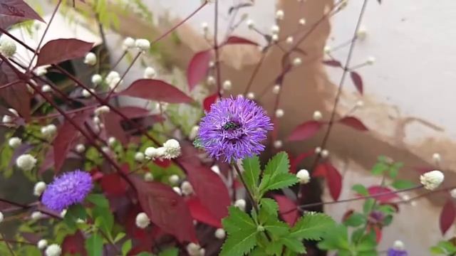 Abelha solitária (Augochlora sp.) смотреть онлайн