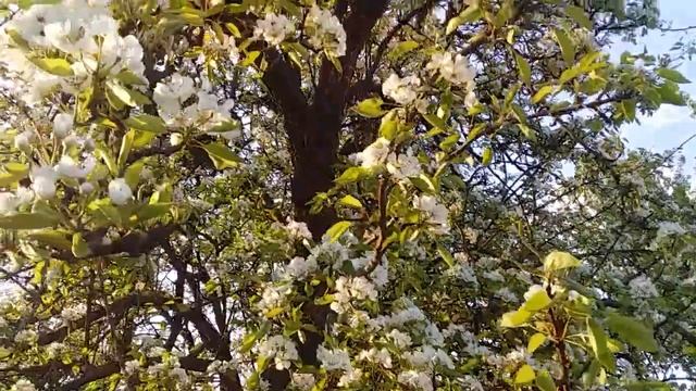 Як рясно цвіте груша Гарний цвіт Мій сад смотреть онлайн