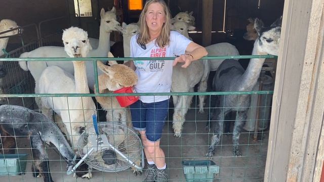LAAFarming--Top 10 Alpaca Fiber Questions--#8--What Color is Worth More? смотреть онлайн