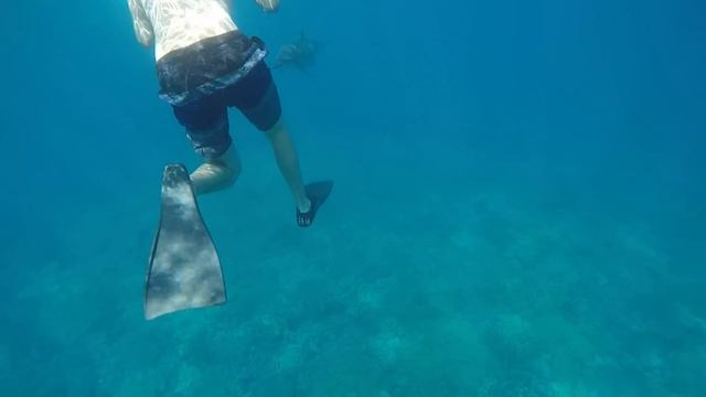 Wild Dolphin Triple Barrel Rolls смотреть онлайн