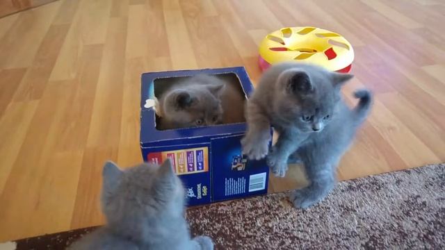 BKH KItten supersüss und lieb смотреть онлайн