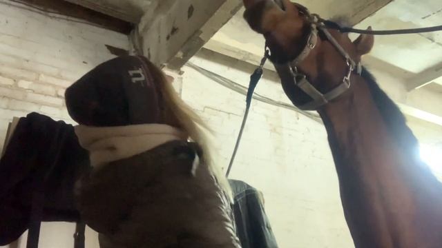 VLOG. Что делать, если нет грунта? А еще, пробуем новую косметику для лошадей! смотреть онлайн