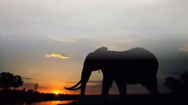 "ДИКАЯ ПРИРОДА АФРИКИ в работах Беверли Джуберт муз Fire Breather автор клипа Зоя Боур-Москаленко смотреть онлайн