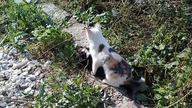 Воспитание кота смотреть онлайн