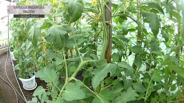 Корневая подкормка томатов наиболее эффективна смотреть онлайн