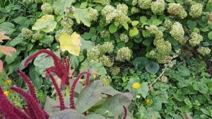 Барно отин ойи/2021йил янги марузалари