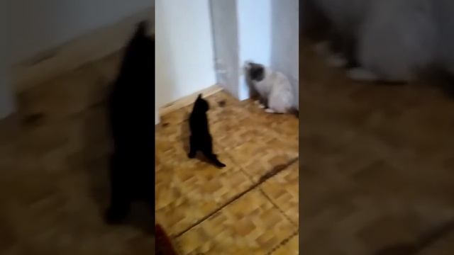 Чёрный быканул смотреть онлайн