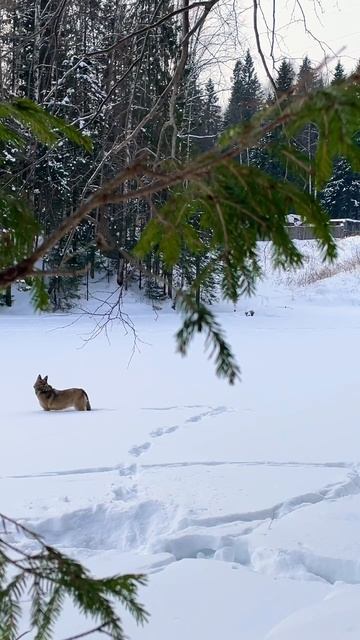 Просто пёс и просто зимняя природа #пёс #собака #зима #природа # #nature #naturelovers #зимнийлес смотреть онлайн