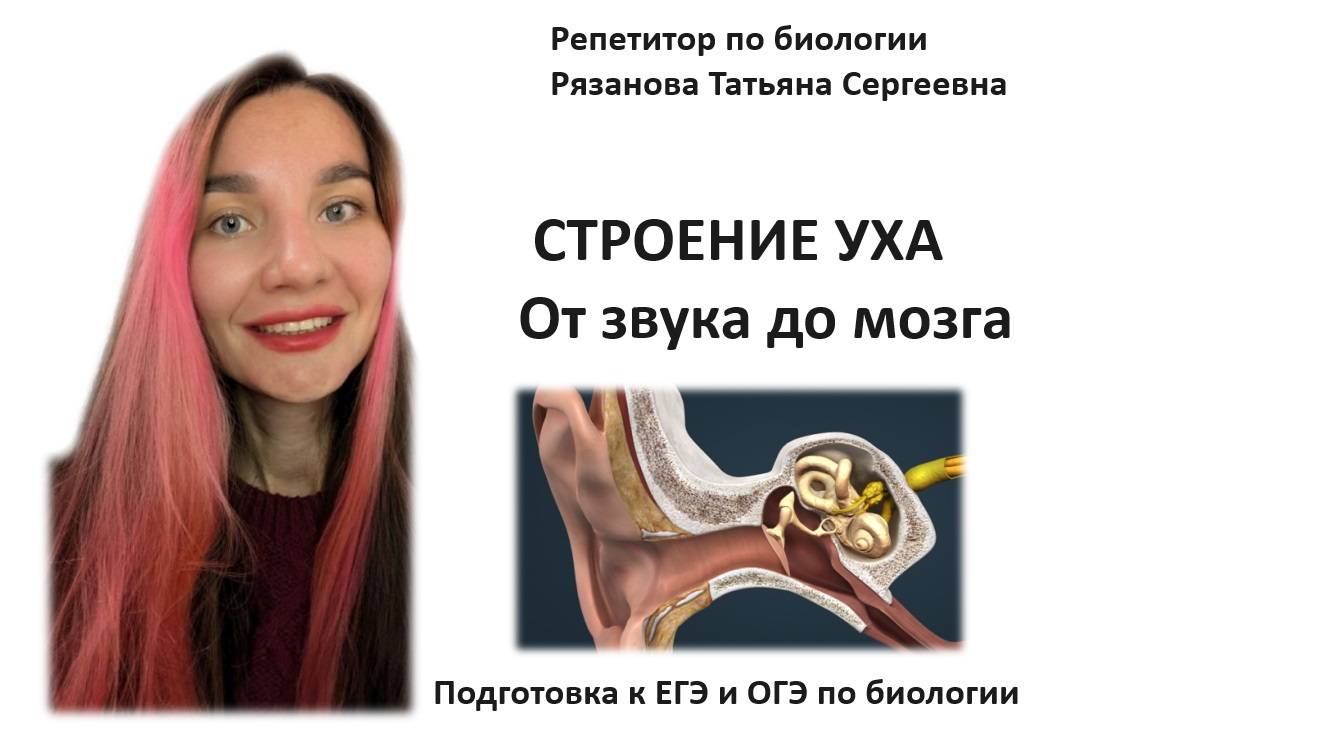 Строение уха. Как мы слышим?