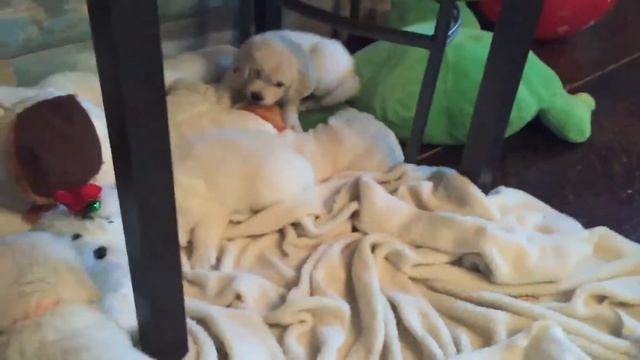 Jasmine and Cash's English Golden Puppies- Take 2 Sight and Sound