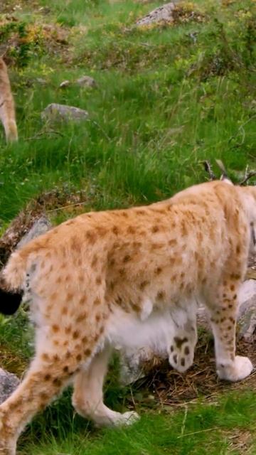 Рысь: Пушистый фантом 😉 #кошки #хищники #рысь