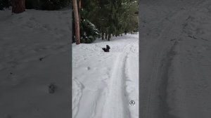 Природа сходит с ума! Брачный танец глухаря в "январскую стужу! Танцор не выдержал и пошёл в атаку!